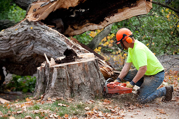 Best Root Management and Removal  in Gahanna, OH