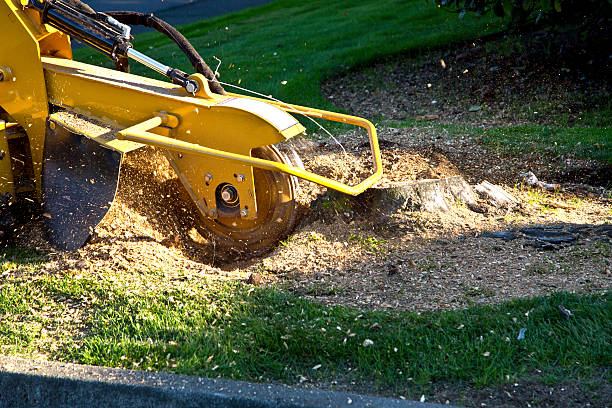 Best Storm Damage Tree Cleanup  in Gahanna, OH