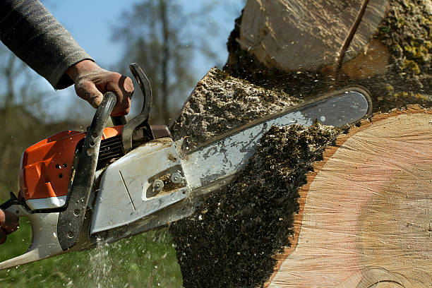 Best Stump Grinding and Removal  in Gahanna, OH